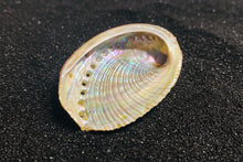 Load image into Gallery viewer, Green Abalone Shell 2"-3"