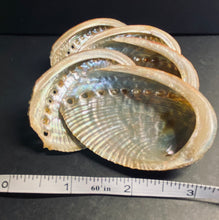 Load image into Gallery viewer, Green Abalone Shell 2"-3"