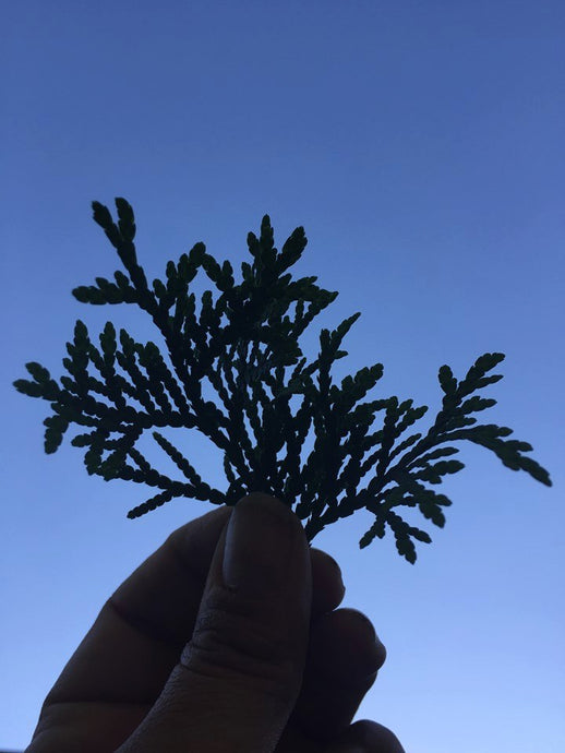 Pocket Cedar Leaf