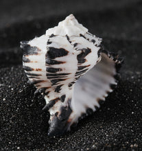 Load image into Gallery viewer, Black Murex Seashell 4"-4.5"