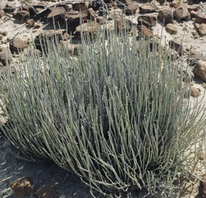 Candelilla Wax