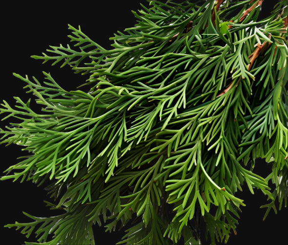 Western Red Cedar Leaf - Dried