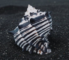 Load image into Gallery viewer, Black Murex Seashell 4"-4.5"