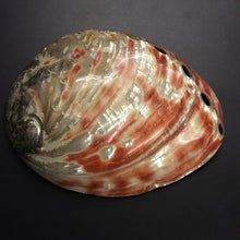 Load image into Gallery viewer, XL Red Abalone