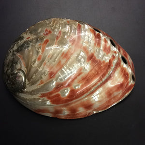 XL Red Abalone