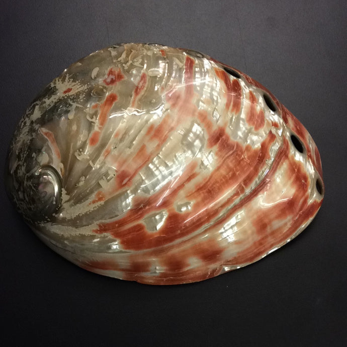 XL Red Abalone