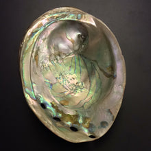 Load image into Gallery viewer, XL Red Abalone
